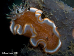 The margin on the mantle of this nudibranch (Glossodoris ... by Brian Mayes 